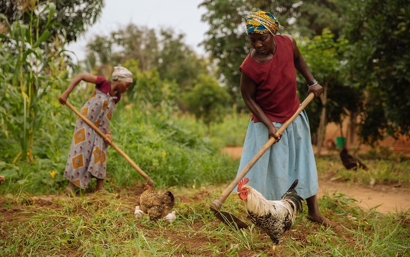 Women Farmers in the South-South Appeal to Government for Aid to Retire Menial Farm Implements