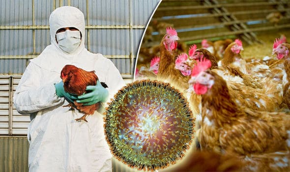 Expert Warns Akwa Ibom Farmers Against Bird Flu