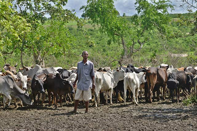 Akwa Ibom Communities Lament Trespass of Farmlands by Cattle, Question Anti-Grazing Law