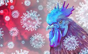 Federal Government Confirms Outbreak of “Bird Flu” In Kano